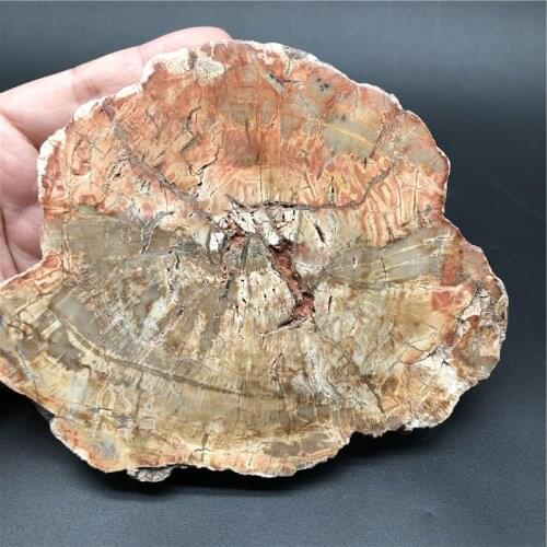 437g Natural Petrified Wood Specimen Semi-precious Stone Slices Crystals Healing Stones for Home Decor for Sale