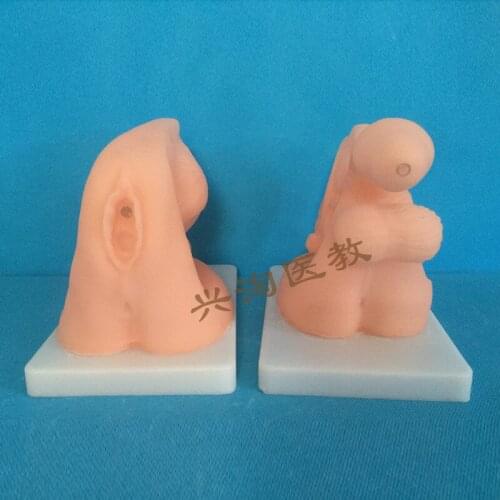 Female/male genital anatomy model catheterization model medical teaching educational model