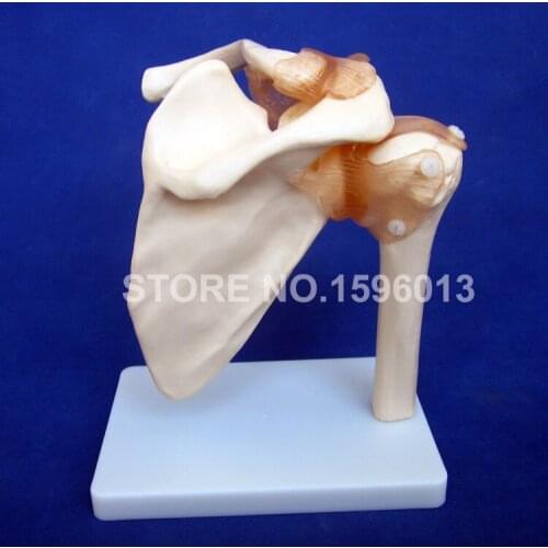 HOT Life Size Human Shoulder Joint Model, Anatomical Bone Model with Ligament