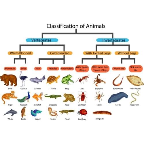 Animals Diagram education Chart Art Film Print Silk Poster Home Wall Decor 24x36inch