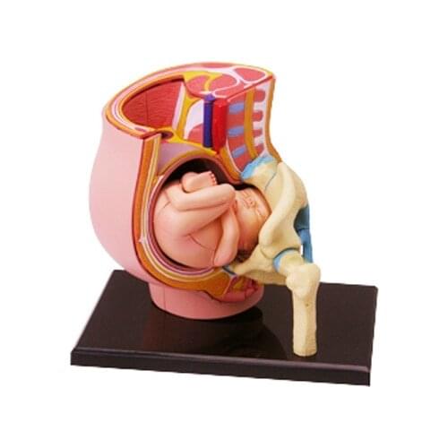 4d Human Pelvis Anatomy Model Skeleton Medical Teaching Aid Puzzle Assembling Toy Laboratory Education Equipment