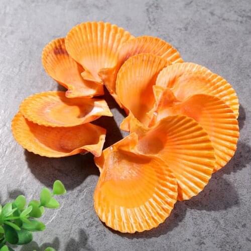 Mediterranean Style Beautiful Beach SeaShells Mix Sea Natural Shells Shell Crafts for Aquarium Fish Tank Decor 4-7cm