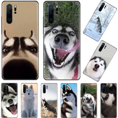 Husky dog cute Phone Case Funda For Huawei P9 P10 P20 P30 Lite 2016 2017 2019 plus pro P smart