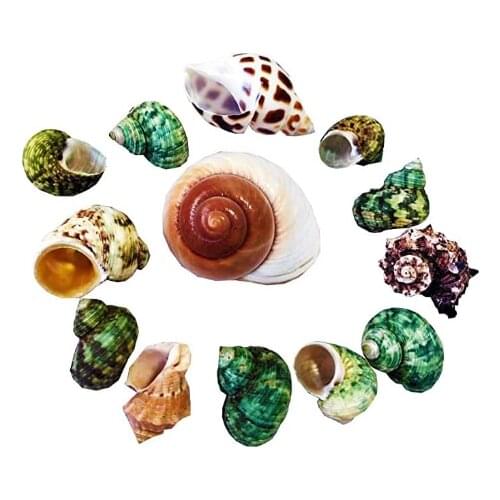 13 Pcs Seashell Natural Sea Conch Hermit Crab House for Décor Home Decoration