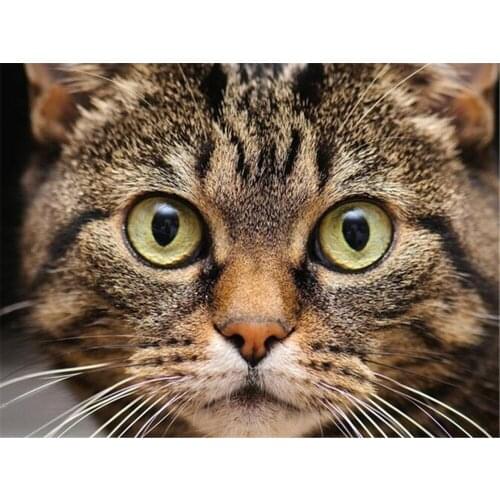 Cat Animal DIY Cross Stitch 11CT Embroidery Kits Needlework Craft Set Printed Canvas Cotton Thread Home Decoration Hot Sale