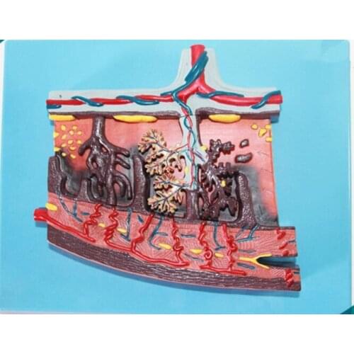 Placental Tissue Enlargement Model Human Placenta Tissue Zoom Model Uterine Blood Vessels Amniotic Membrane Dissection Anatomy