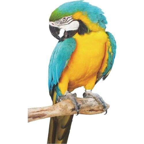 FX-F52 Cartoon Blue Yellow Parrot Green Plant Wall Sticker Bedroom Childrens Room Entrance Wall Decoration Wall Sticker
