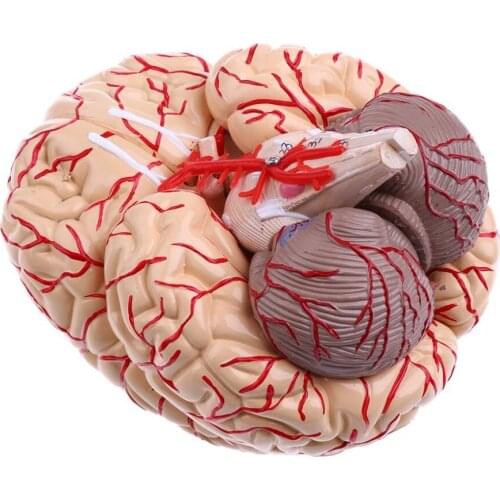 PVC big brain anatomy model brain model arteries Medical Anatomical Brain Model, with Arteries, 9 Parts,with nummber