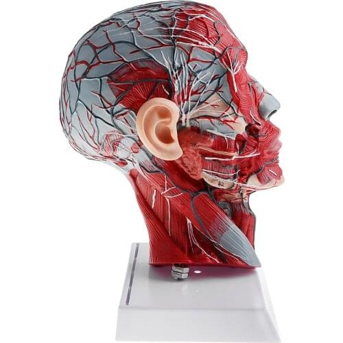 1:1 Human Half Head & Neck W/Vessel Nerve Anatomy Model for Learning Resources