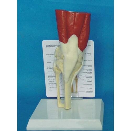 1:1 Human Anatomy Skeleton Knee Muscle Life Size Knee Joint Anatomical Model Teaching Resources Supplies Medical Model