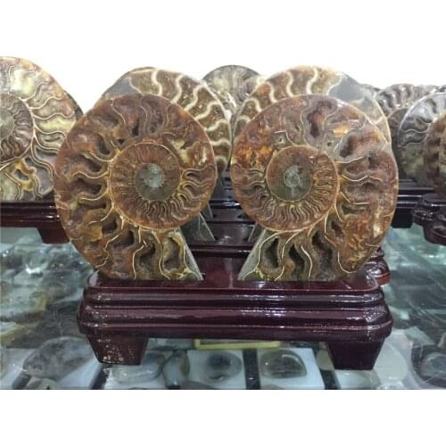 New arrivals 100% natural shell fossil stone furnishing articles for home decoration without the base