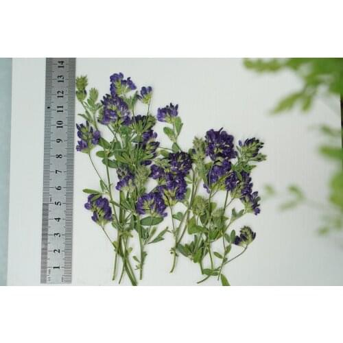 60pcs Pressed Dried Medicago sativa L Flower For Epoxy Resin Pendant Necklace Jewelry Face Make Up Making Craft DIY Accessories