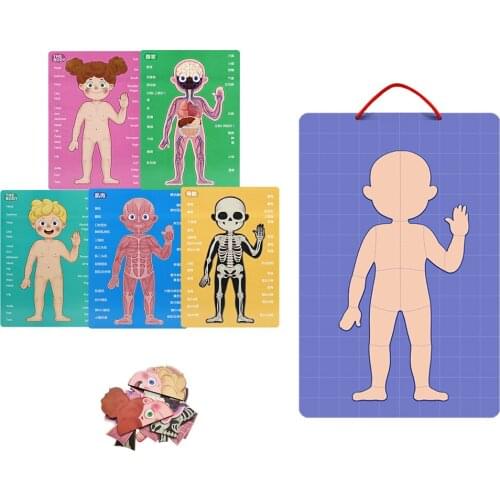 Kids Human Body Cognition Baby Early Educational Hanging Board Magnetic Human Body Puzzle Toys for More Than 6 Years Old Kids