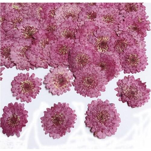 12pcs Pressed Dried 2-3cm Purple Daisy Flower Plant Herbarium For Jewelry Bookmark Postcard Phone Case Photo Frame Making