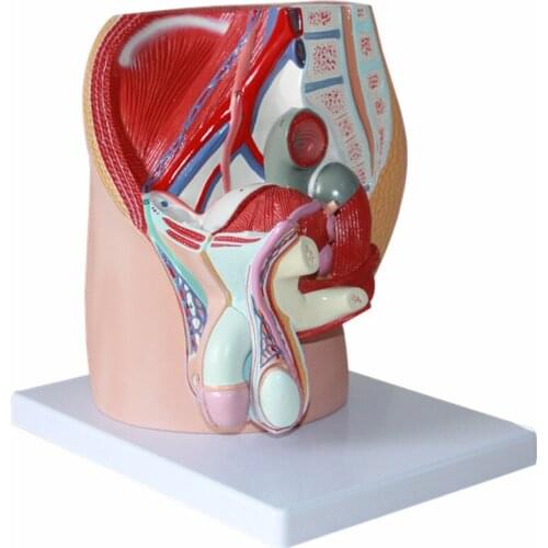 Male pelvic sagittal anatomy male reproductive model male internal and external reproductive organs