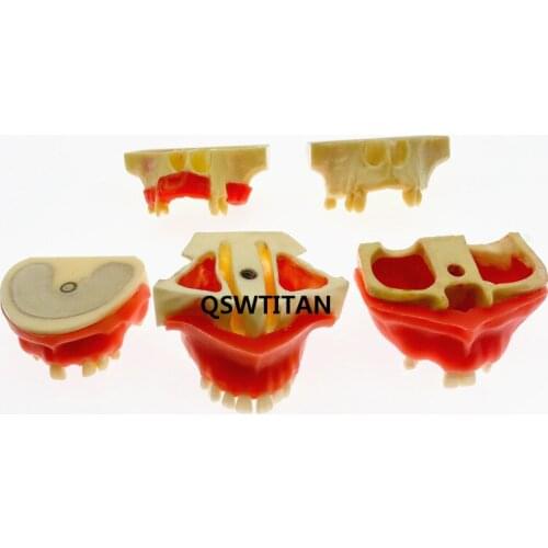 Dental teaching model Sinus Lift Practice Teeth Model Typodont Study Teeth Model