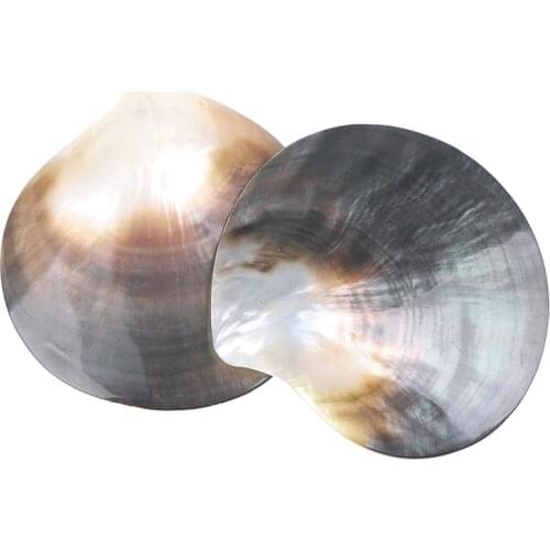 Natural Seashells Black Butterfly Shell Jewelry DIY Shell Nautical Beach Decor Scallop Specimen Restaurant Caviar Seasoning Tray