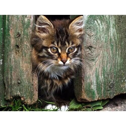 New Sale 3D Diamond Embroidery Cute cat picture of Rhinestones Mosaic 5D DIY Diamond Painting Full square / Round Decor FG1134