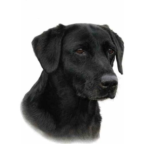 Dawasaru for Black Labrador Funny Car Sticker Personalized Decal Laptop Motorcycle Auto Accessories Decoration PVC,13cm*11cm