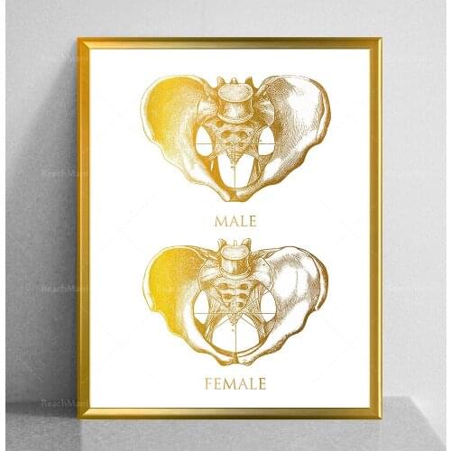 Male vs Female Pelvis Differences Anatomy of Skeleton Posters Gold Bones Anatomy Art Medical Decor Skeletal Bones Print Clinic