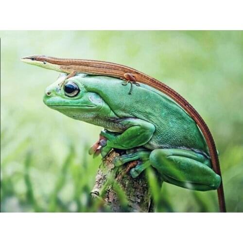 DIY Square Diamond Painting Frog and His Friend Lizard 5D Embroidery Cross Stitch Novelty Animal Mosaic Full Rhinestone Decor