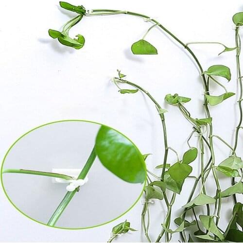 100Pcs Plant Climbing Wall Clip Invisible Wall Vines Bracket Plant Stent Supports Sticky Hook Home Gardening Decor Supplies