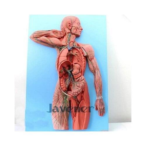 Simulation Human Anatomical Lymphatic System Anatomy Medical Model