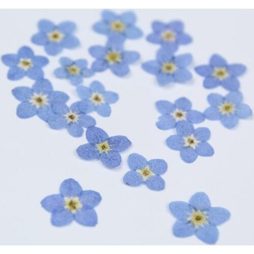 Forget-me-not Dried Flowers Embossed Diy Epoxy Phone Shell Bookmark Photo Frame Table Lamp Nail Art Handmade Materials