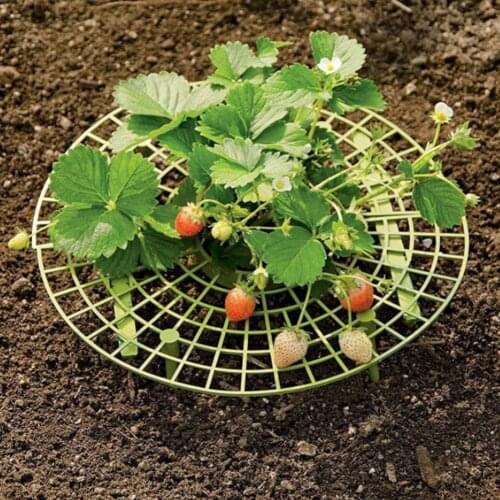 10PCS Strawberry Frame Holder Balcony Planting Rack Fruit Support Plant Flower Climbing Vine Pillar Gardening Stand #CW