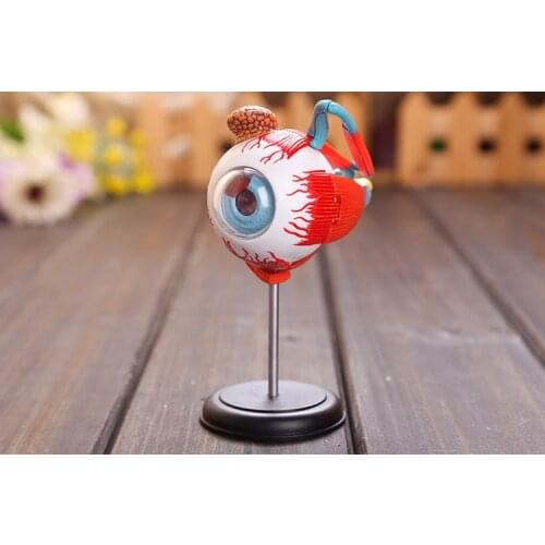Master 4D eye model 32 pcs assembled human anatomy model new 3D structure of the eye puzzle