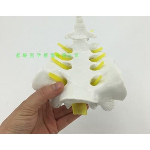 Models of the sacrum and sternococcyx spine Sternococcygeal model free shipping
