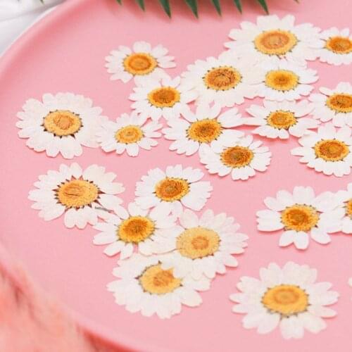 100Pcs Real Natural Dried Pressed Flowers White Daisy Pressed Flower for Resin Jewelry Nail Stickers Makeup Art Crafts