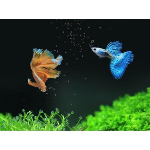 1 Can 1280ml/500ml Guppy Aquarium Fish Food Natural High Protein Fishing Baits M68E