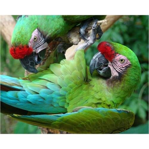 Square Diamond embroidery animals diy 5d diamond painting cross stitch parrot rhinestone pasted painting home decor gift