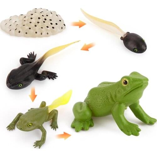 4Pcs/5Pcs Frog Butterfly Bee Animal Growth Observation Model Toys