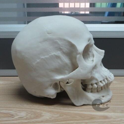 1: 1 resin skull model drawing human skull musculoskeletal anatomy Arts skull model white color 19*14*16cm free shipping