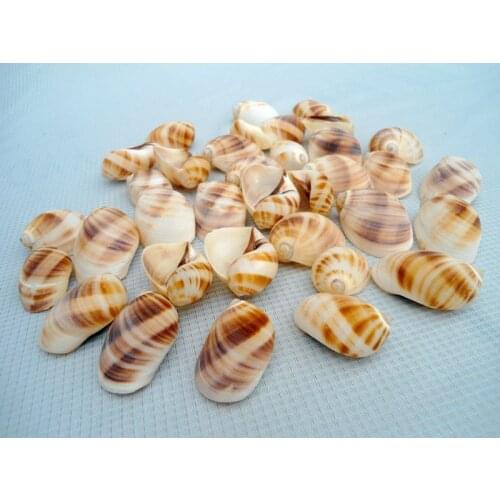 HappyKiss 10pcs Natural ornament conch shells cats eye screw The Mediterranean home decoration aquarium crafts