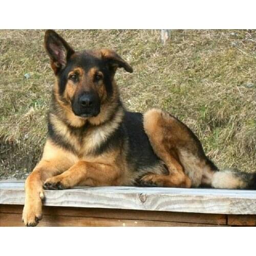 DIY 5D Diamond Painting Full Square round Drill German Shepherd Pattern Embroidery Sale Diamond Mosaic Picture Of Rhinestones