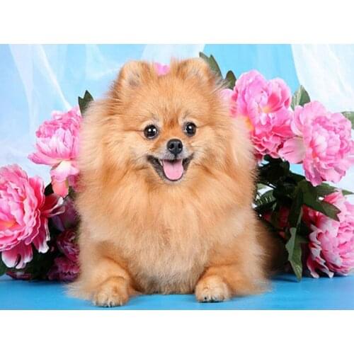 Diamond Painting pet,5D,DIY,Pomeranian"animal Diamond Embroidery,Cross Stitch,Diamond Mosaic,Needlework,Picture,wall DecorFG1379