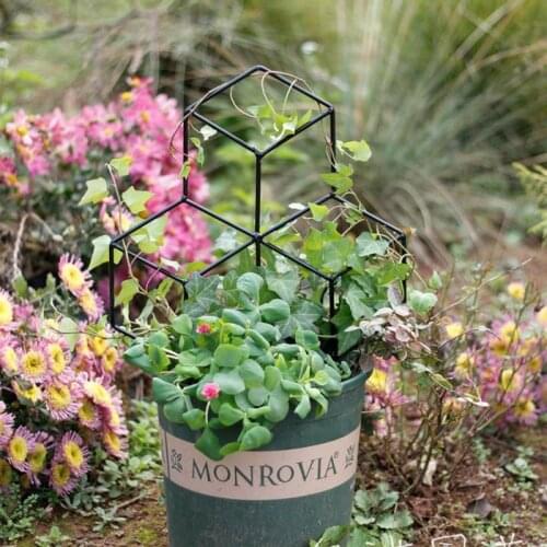 Lattice-Shaped Plant Trellis for DIY Potted Climbing Plants Support, Flower Vegetables Rose Vine Pea Ivy Cucumbers, Iron