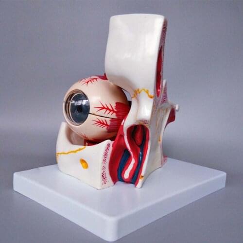 Anatomical Human Eye With Orbit Model Eyelid Medical Anatomy 3 Times 10Parts Orbit Anatomical Study Display Teaching Resource