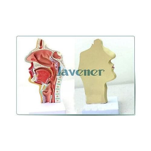 New1:1 Human Anatomical Nasal Cavity Throat Anatomy Medical Pathology Model