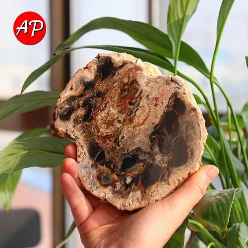 1pc Natural Stones and Minerals Crystal Woodstone Fossil Tree For Coaster Home Decoration Quartz Educational Specimen