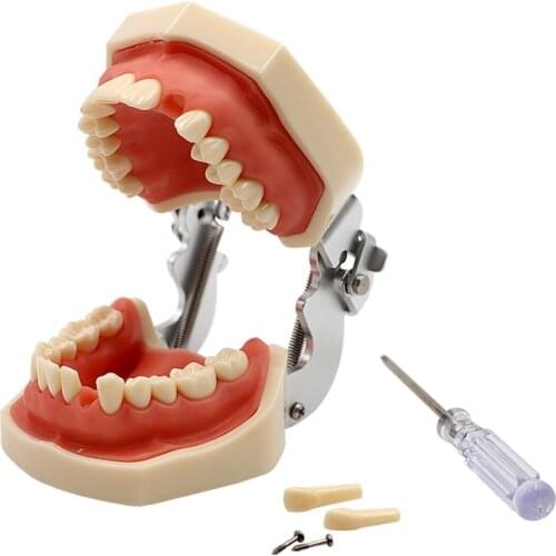Dental Detachable Teeth Model with Screwdriver Dental Soft Gum Standard Tooth Model with 28 Removable Teeth Oral Dentist Tools