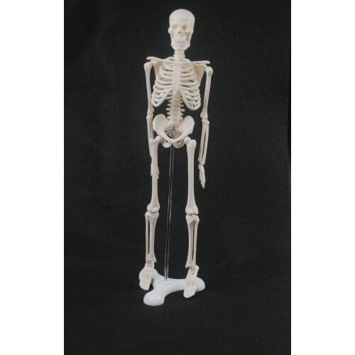 45CM Human Anatomical Anatomy Skeleton Model Medical Poster Medical Learn Aid