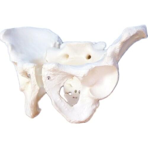 Male/female pelvic struncture skeleton model simulation orthopedic assembled pelvis medical teaching model