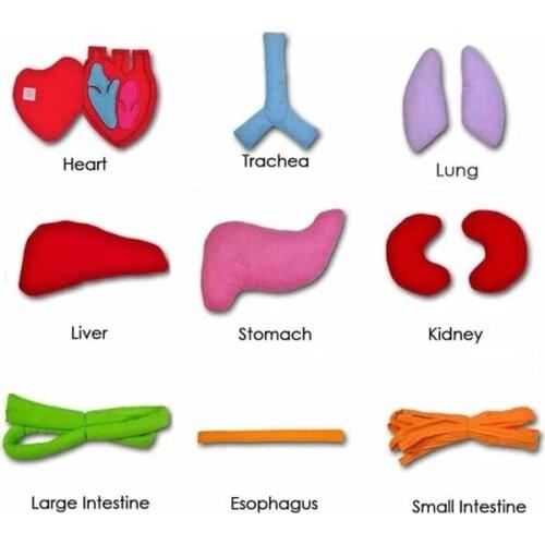 Montessori Early Education Children Three-Dimensional Simulated Organ Apron Science Physiological Education 3D Apron ALI88