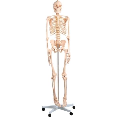 CHINON Anatomical Models