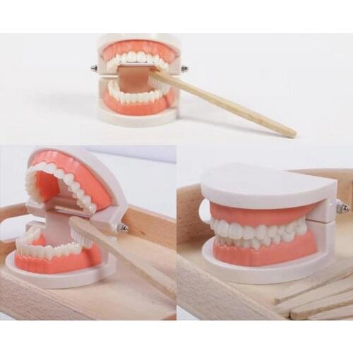 1 Set Tooth Model Sturdy Structure High Simulated Reusable Dental Teaching Tooth Toothbrush Model for Child