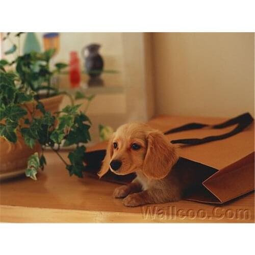 Animal Dachshund Printed Water-Soluble Canvas 11CT Cross Stitch DIY Embroidery Full Kit DMC Threads Hobby Knitting Counted